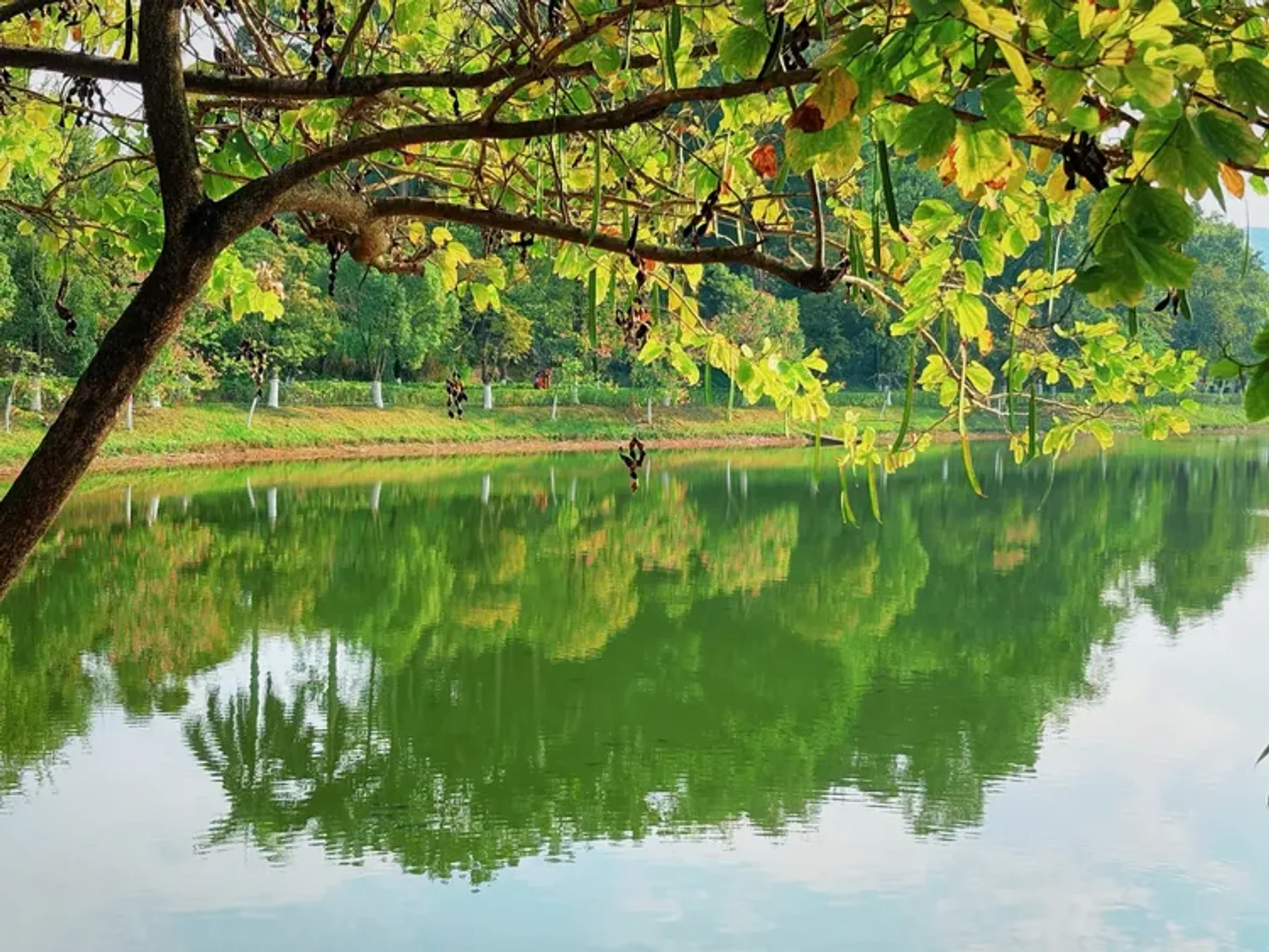 High-resolution venue image for Jinshan Lake Cultural Park「金山湖文化公园」, sourced from the venue's Dianping merchant cover