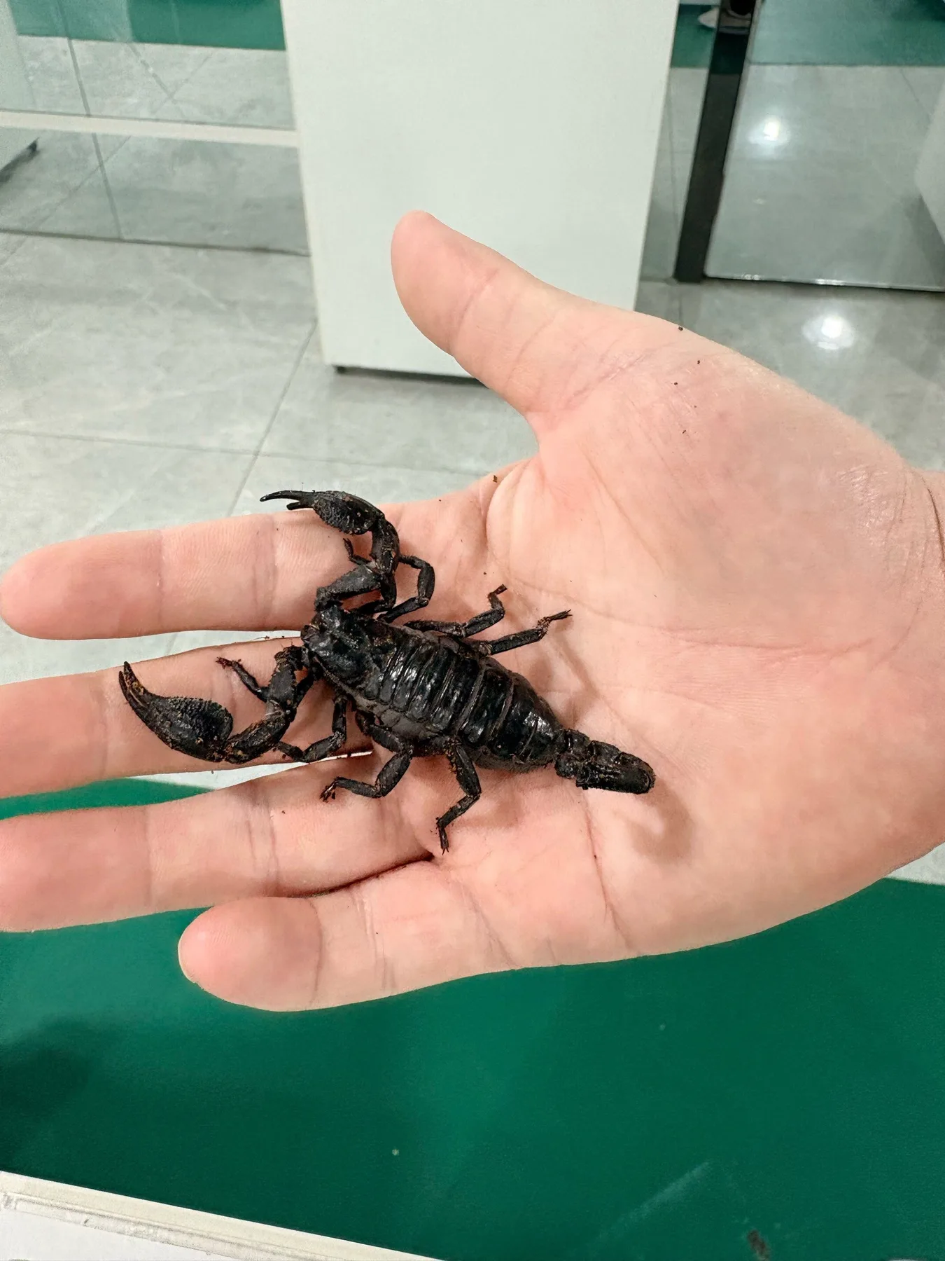 A photograph from the visit to Shanghai Live Insect Exhibition · Reptile Pet Interactive Center